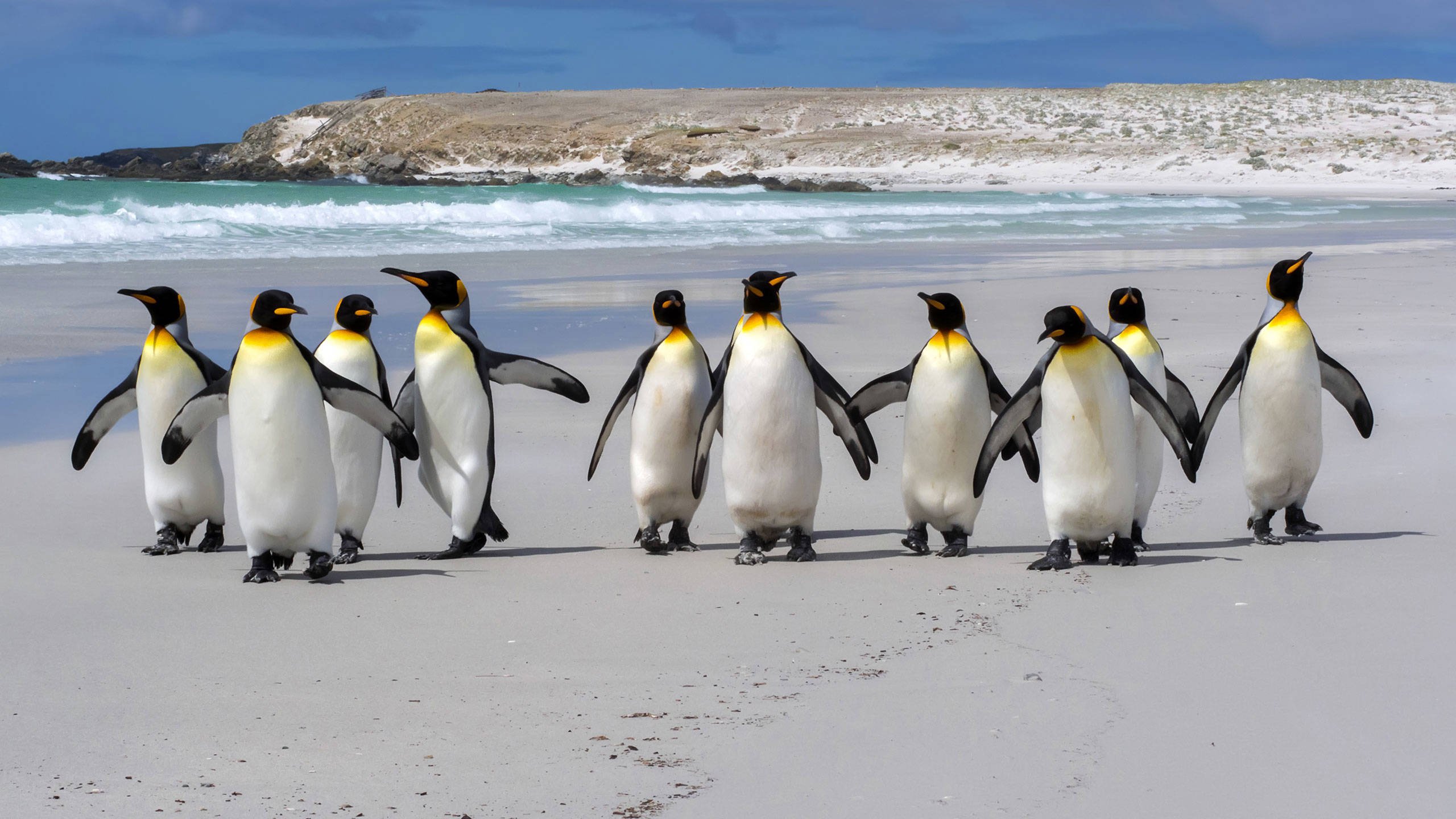 Emperor penguins on a beach