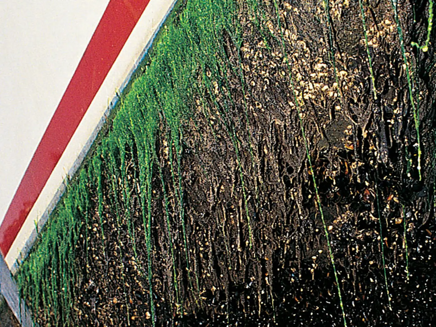 Hvit båtskrog med ekstrem begroing