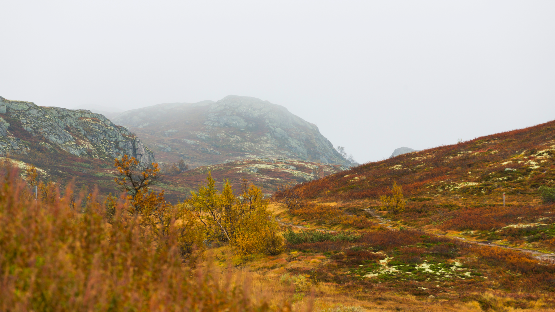 Rød lyng på høyfjellet
