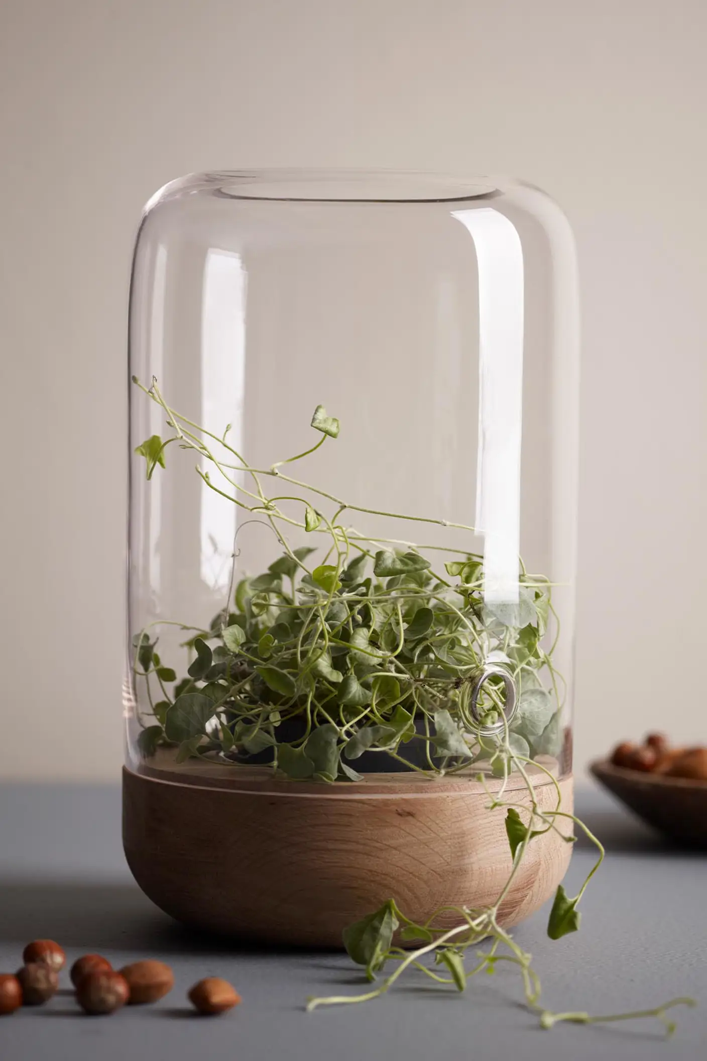 Ett lugnt stilleben med varm, dämpad beige vägg målad med Jotun 10342 Kalkgrå, en klar glasvas med gröna rankor på en dämpad blågrå yta.