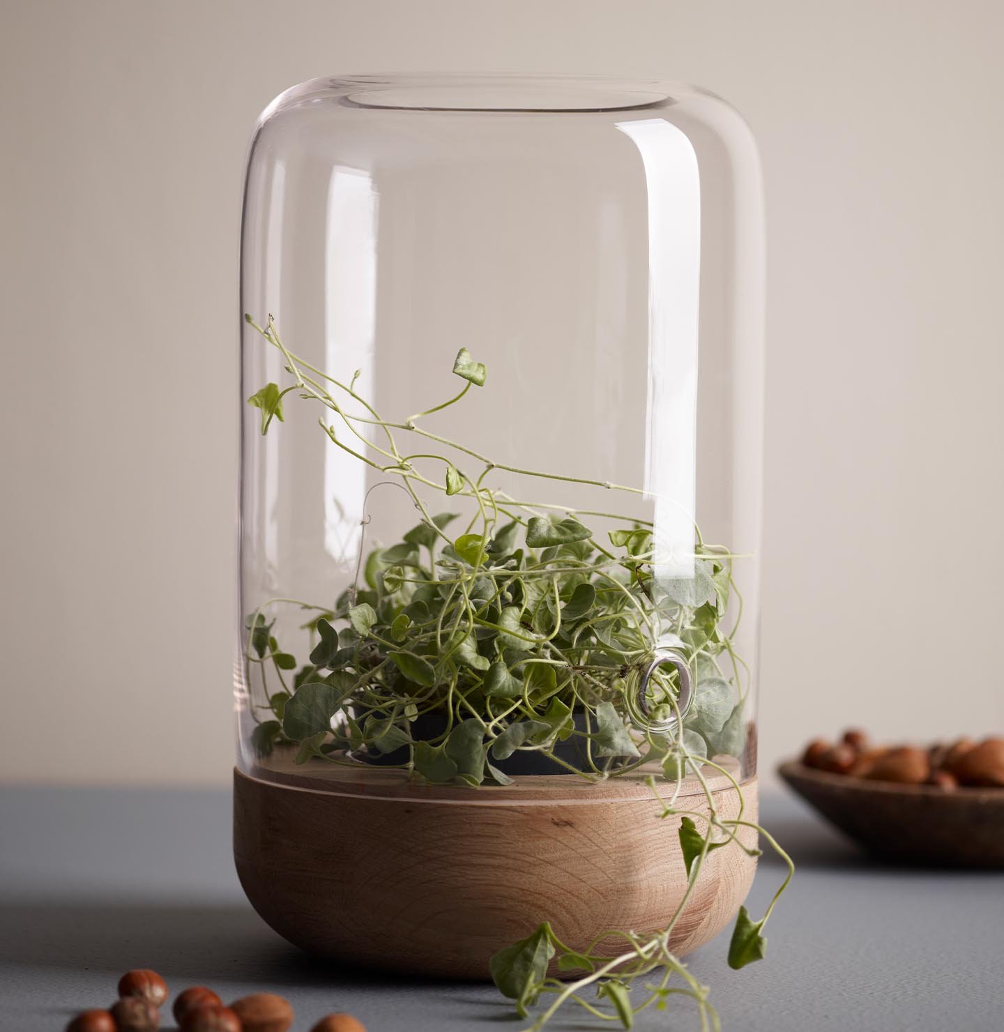 Et rolig stilleben med varme, dempede beige vegger malt med Jotun 10342 Sable Stone, en klar glassplanter med hengende grønne planter på en dempet blågrå overflate.