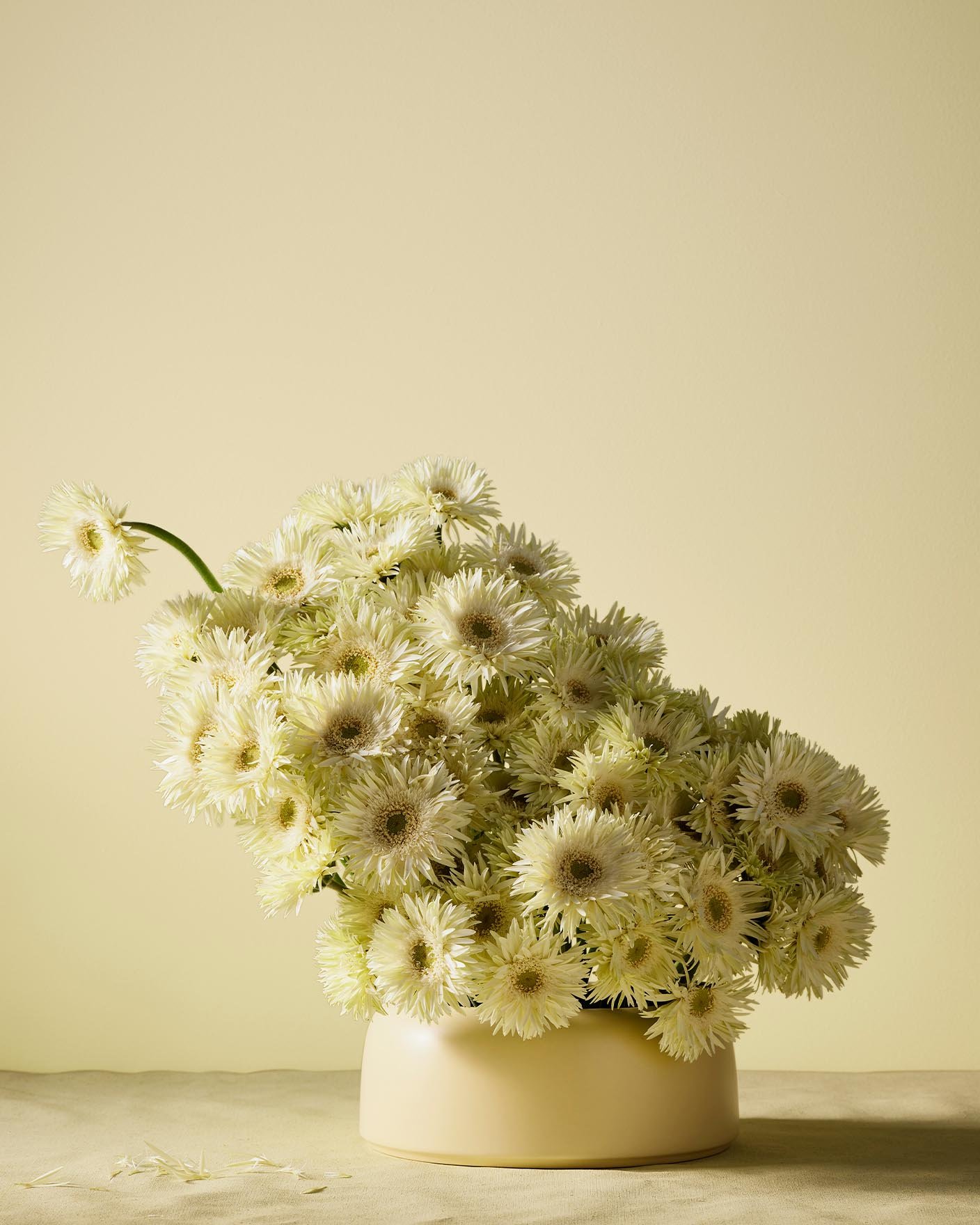 Papatyalardan oluşan buket, Jotun 1775 Fresh Pasta’nın aydınlık sarı arka planı önünde ferah, neşeli ve güneş ışığı hissi veren bir düzen yaratıyor.