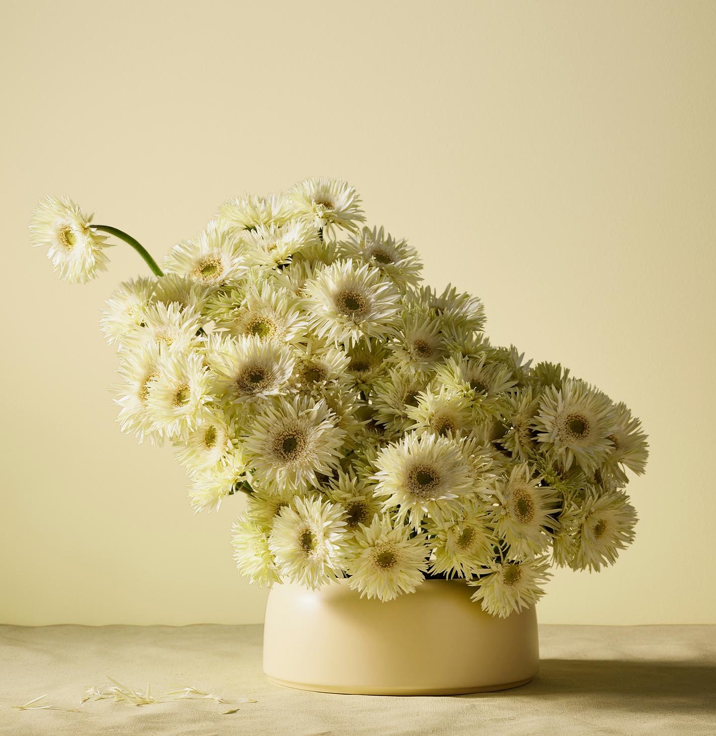 A bouquet of white gerberas create a gentle, sunlit still life with a fresh and cheerful vibe with a fresh yellow backdrop painted with the colour 1775 Fresh Pasta from Jotun.