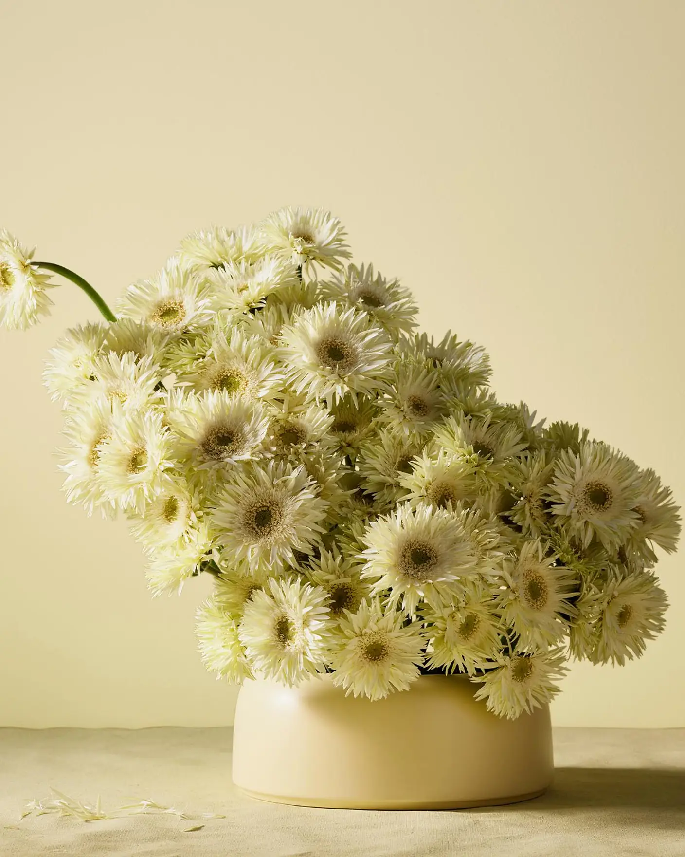 A bouquet of white gerberas create a gentle, sunlit still life with a fresh and cheerful vibe with a fresh yellow backdrop painted with the colour 1775 Fresh Pasta from Jotun.
