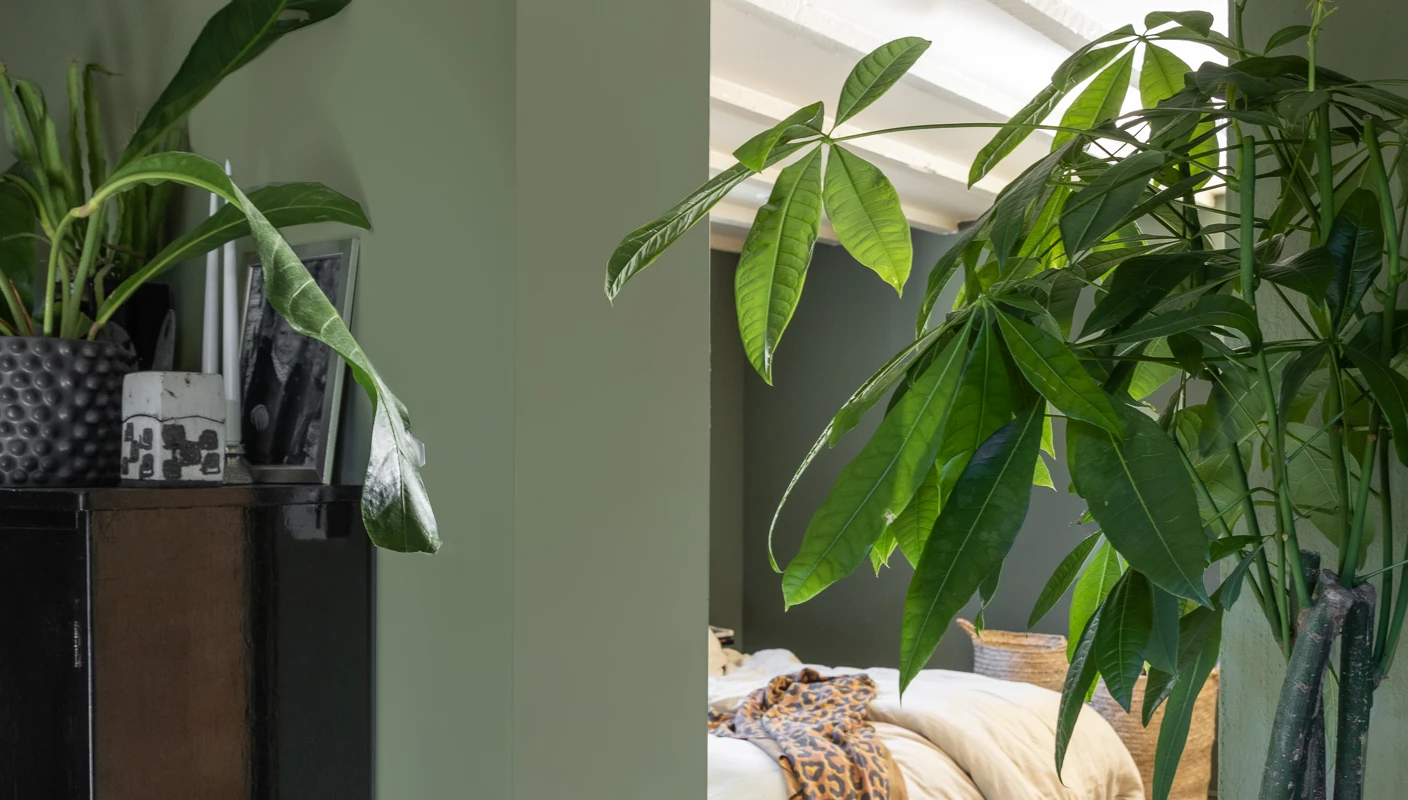 Grønne planter mot grønn vegg i forkant malt i Jotun 8493 Green Tea, vegg i bakkant malt mørkere grønn med Jotun 7613 Northern Mystic og tak i varm hvit Jotun 12313 Soft Dunes