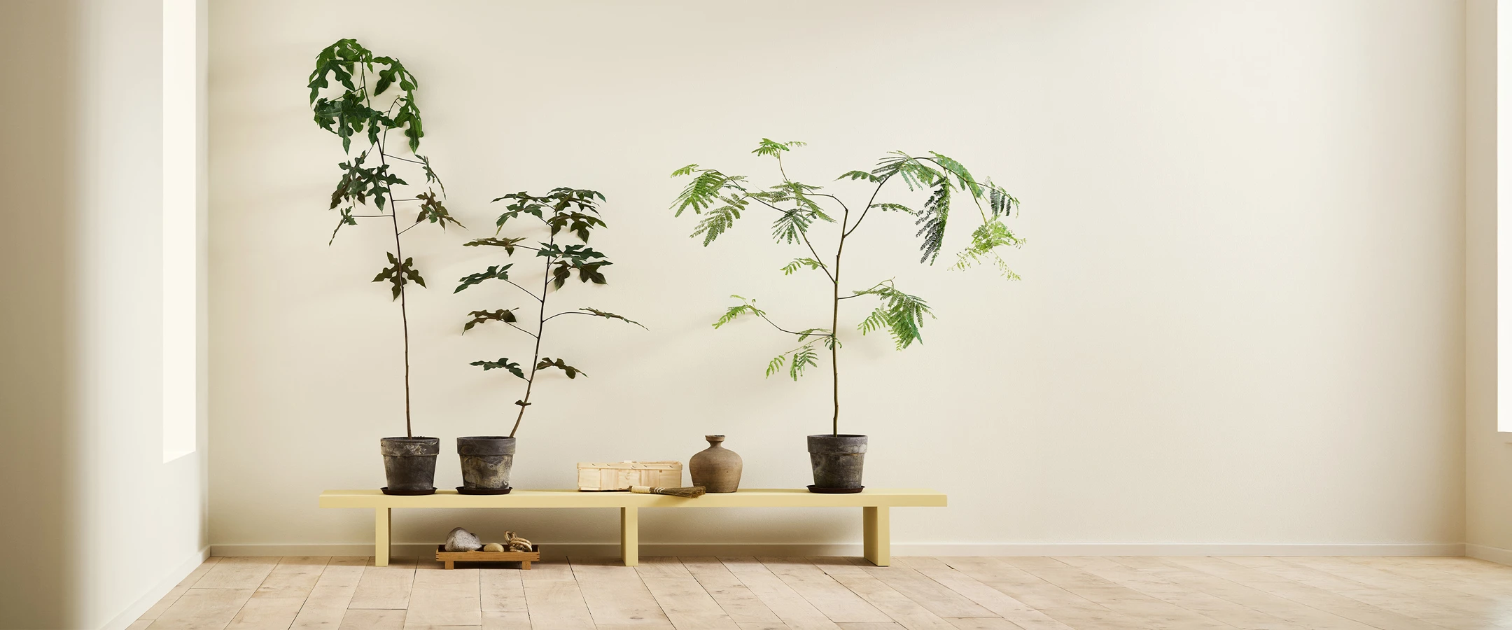 Minimalist interior with three potted indoor trees on a bench painted in the yellow colour Jotun Ginger Tea against a wall painted with Jotun Soul