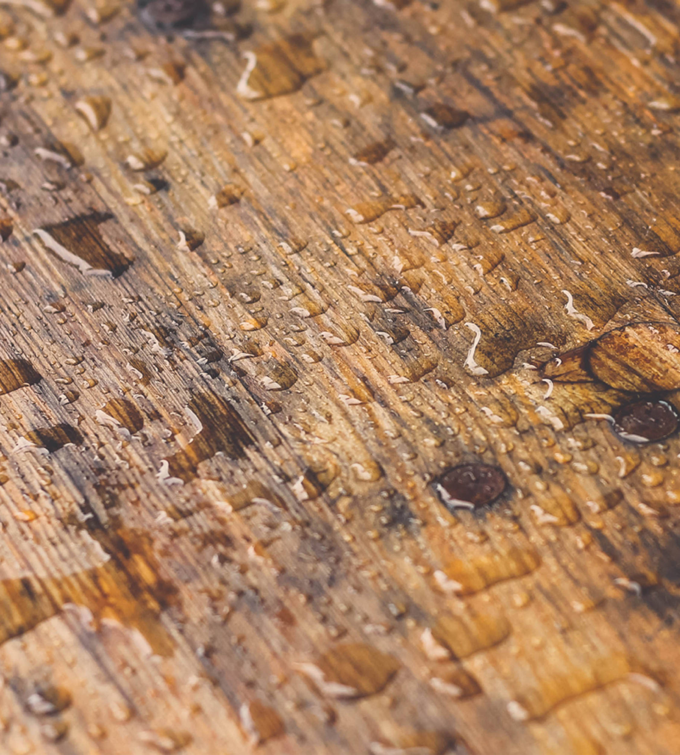 Piece of wood covered in rain drops. 