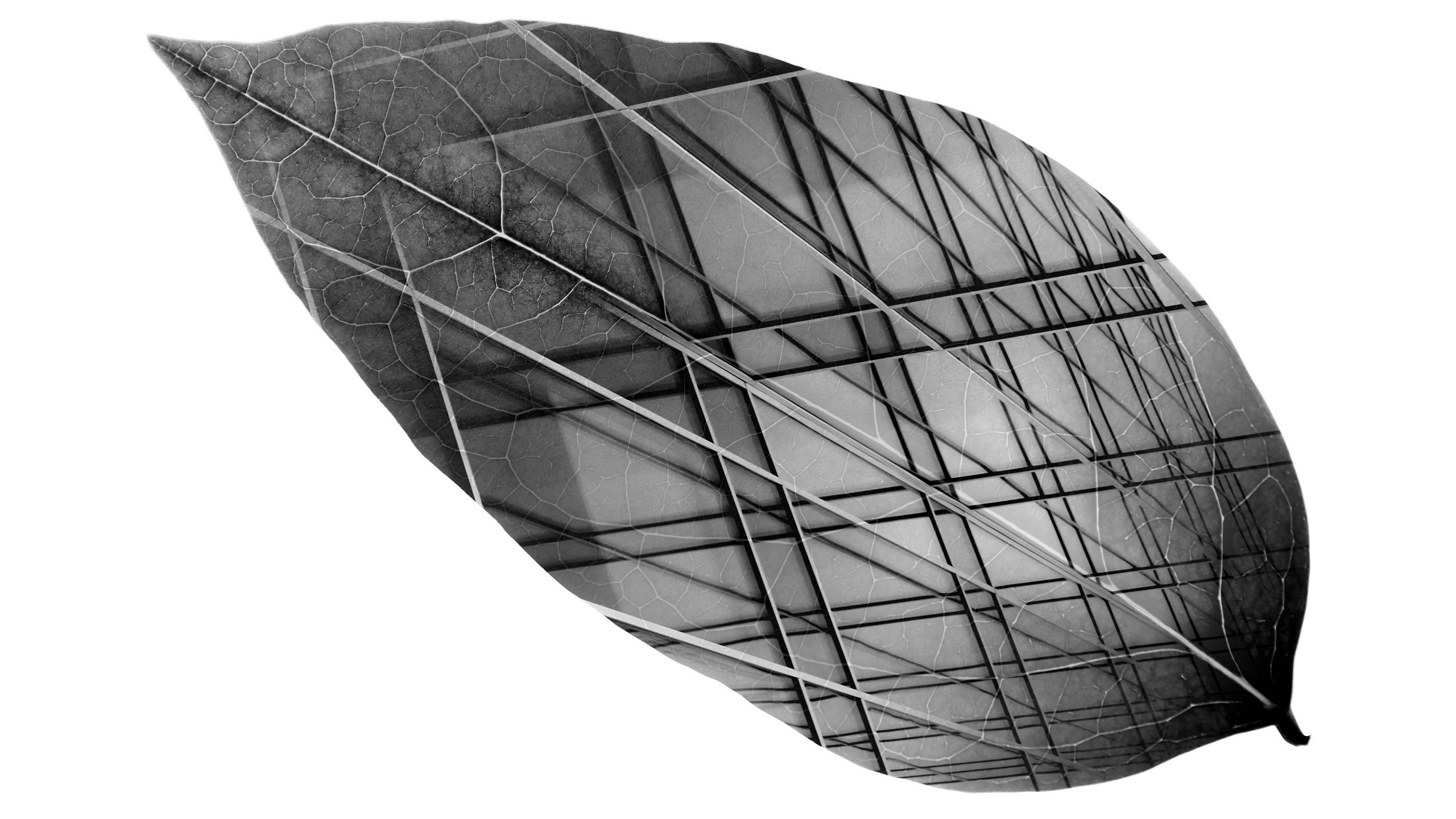 Steel structure in leaf shape