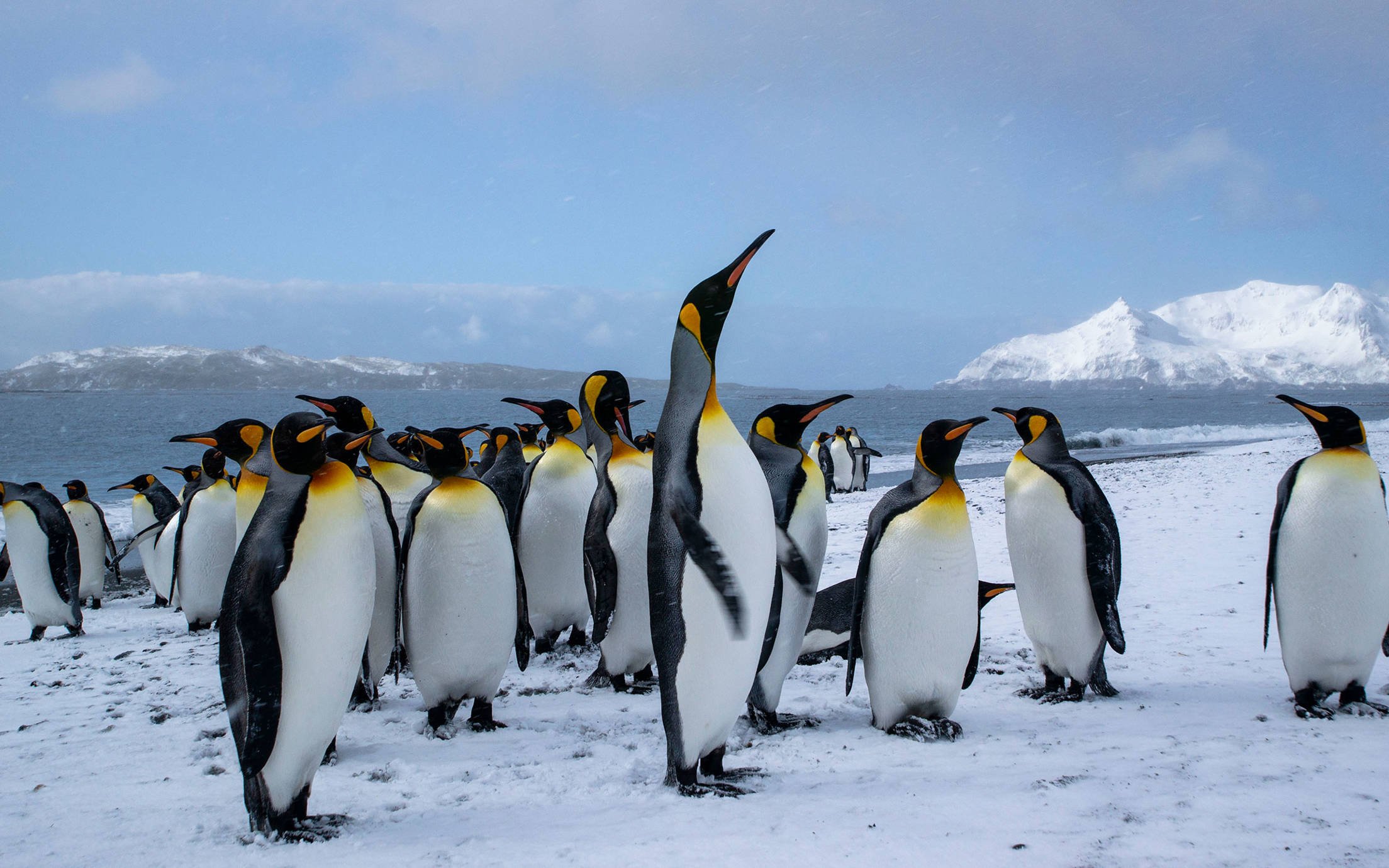 The penguin is one of the toughest creatures in the world and is a sociable bird. It is associated with Jotun in what we call “The penguin spirit”.