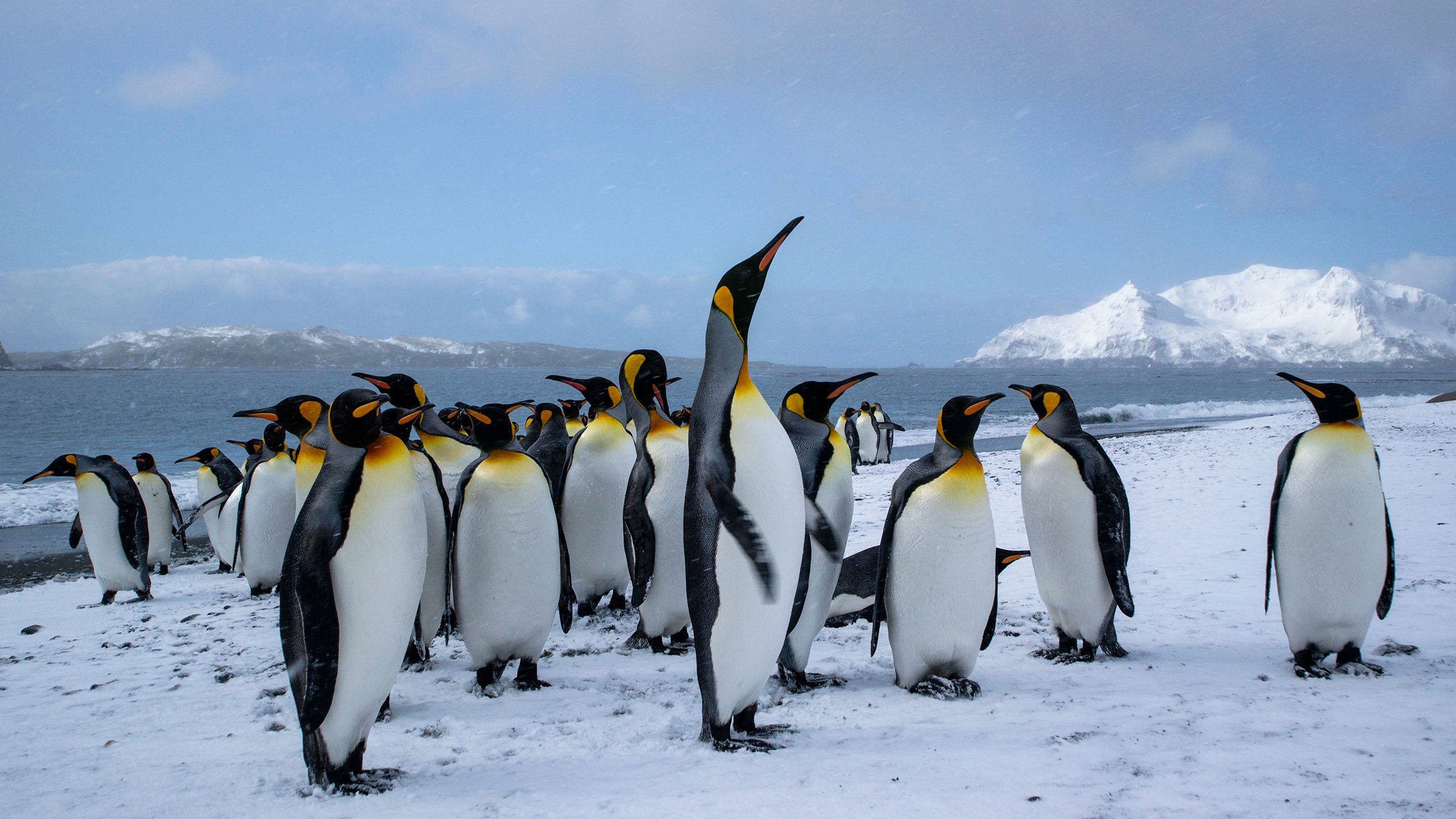 The penguin is one of the toughest creatures in the world and is a sociable bird. It is associated with Jotun in what we call “The penguin spirit”.