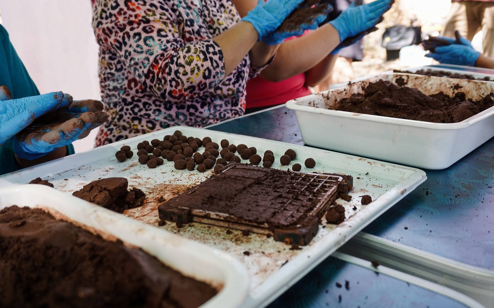 Preparing seed bombs for dropping by drone