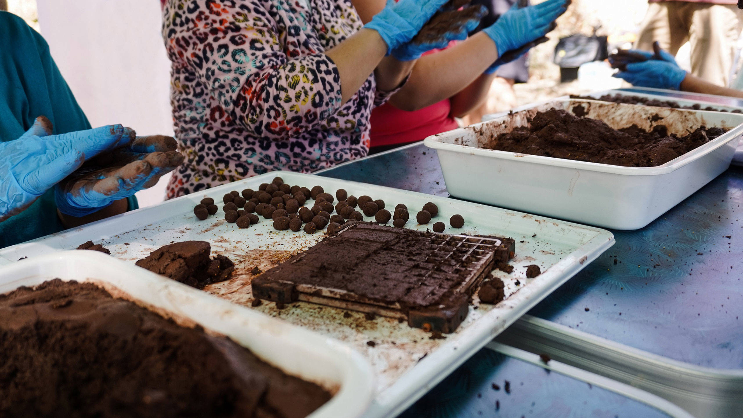 Preparing seed bombs for dropping by drone