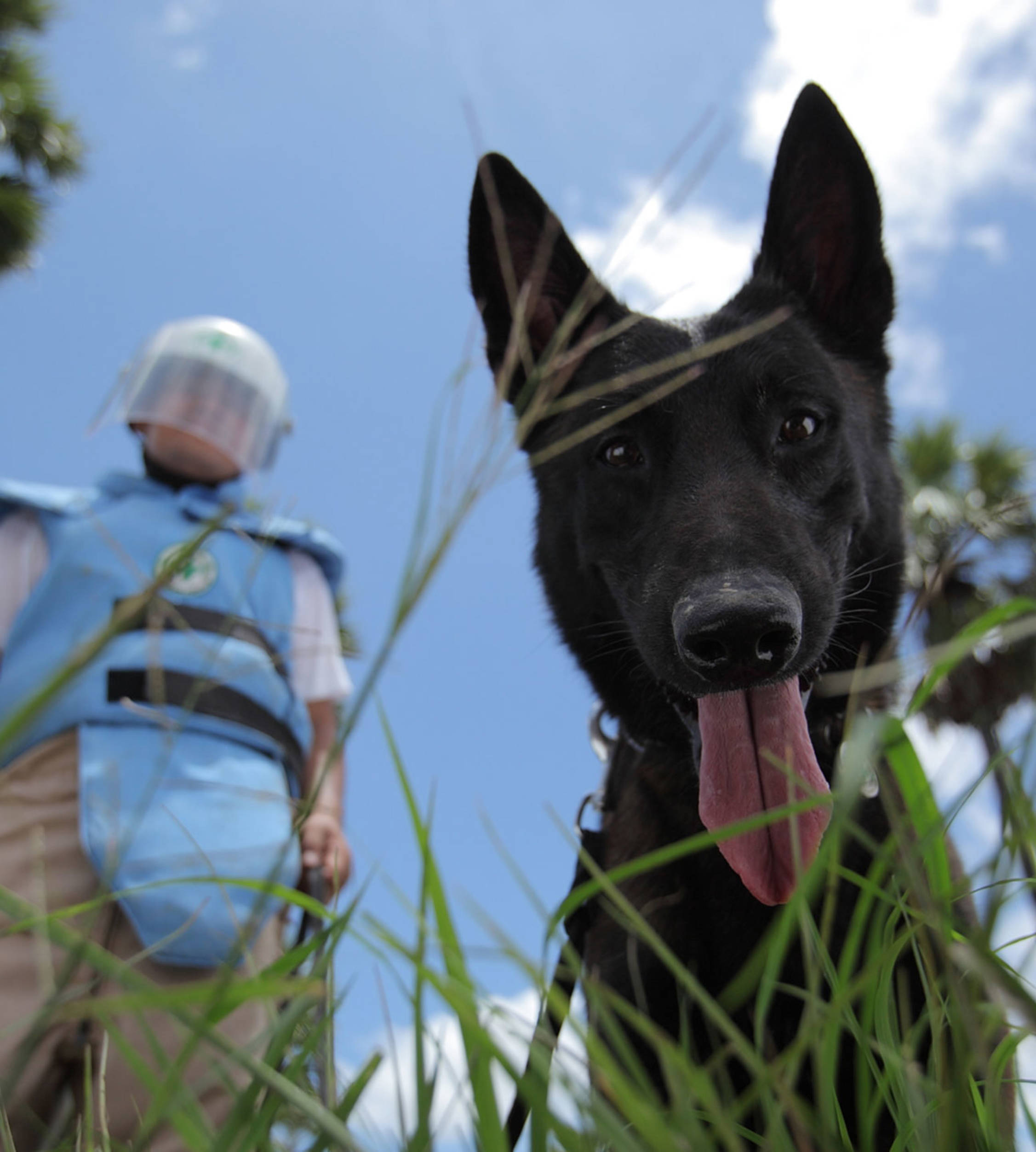 A mine dog on duty finding hidden mines 