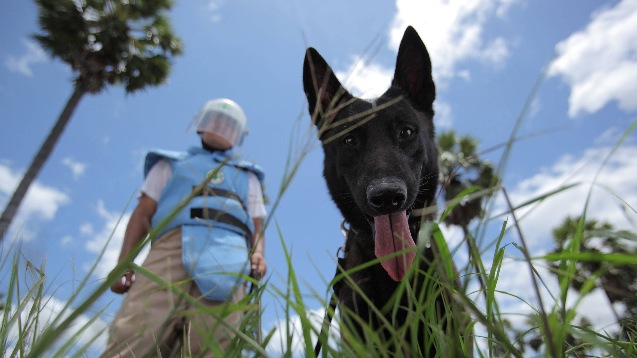 A mine dog on duty finding hidden mines 