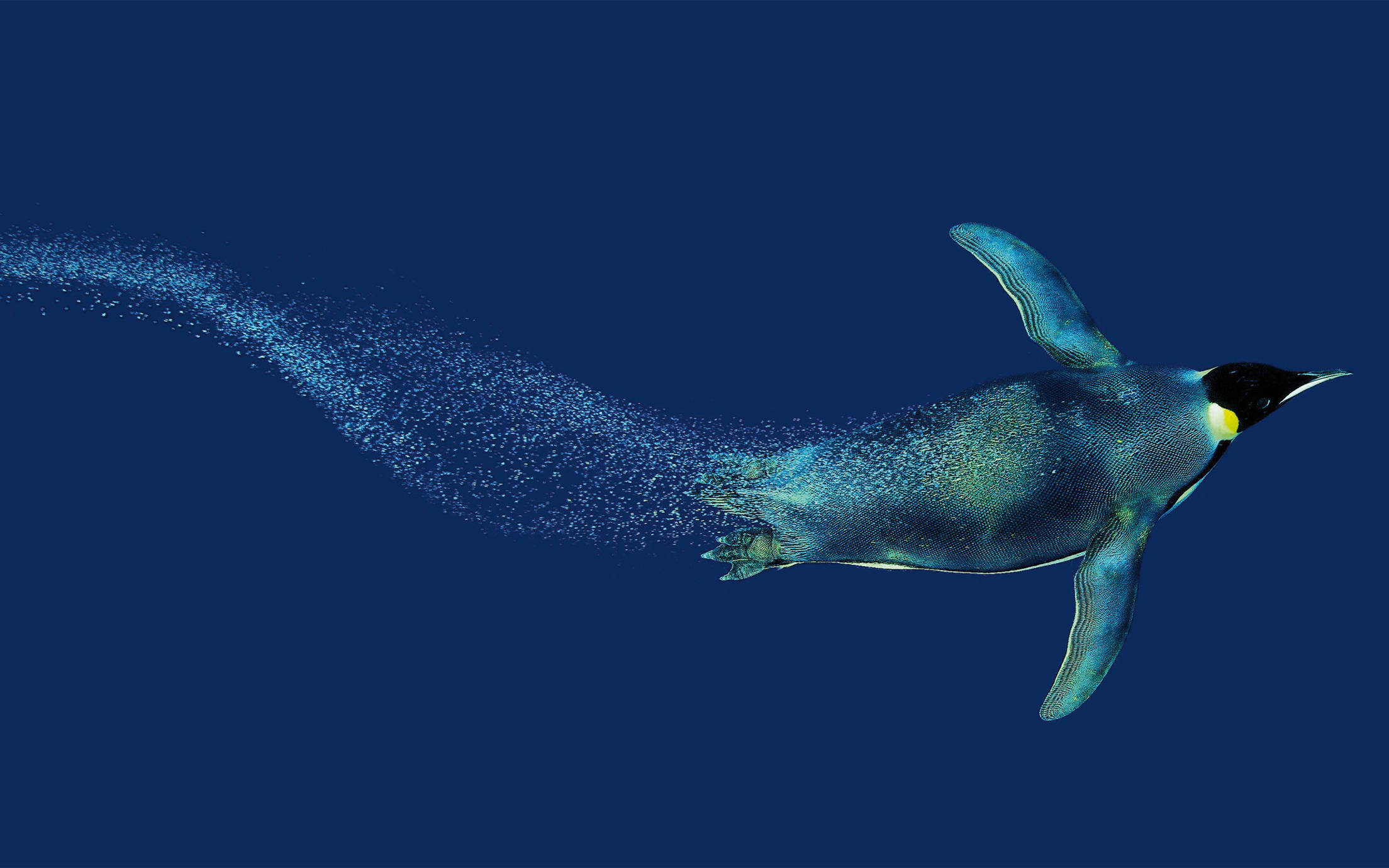 A penguin swimming in the sea