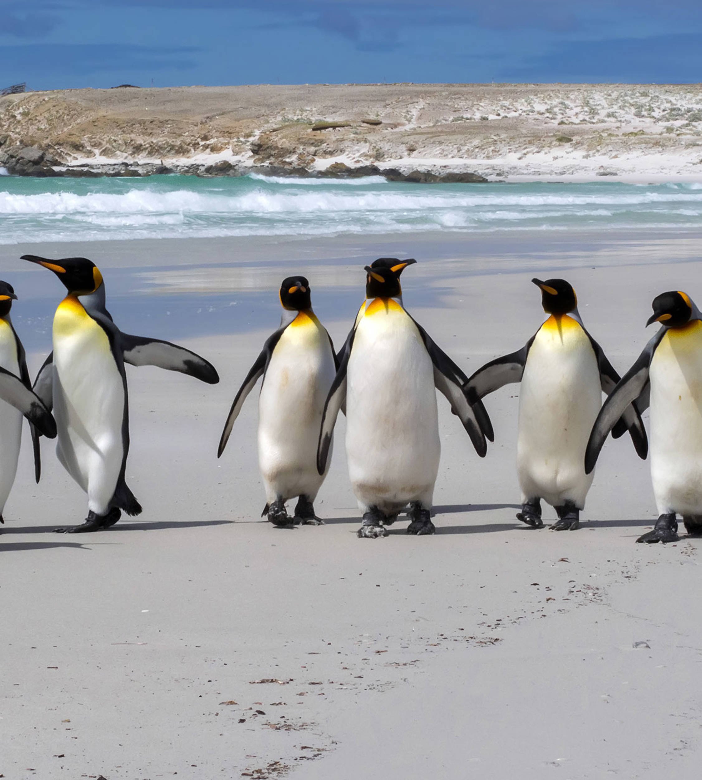Emperor penguins on a beach