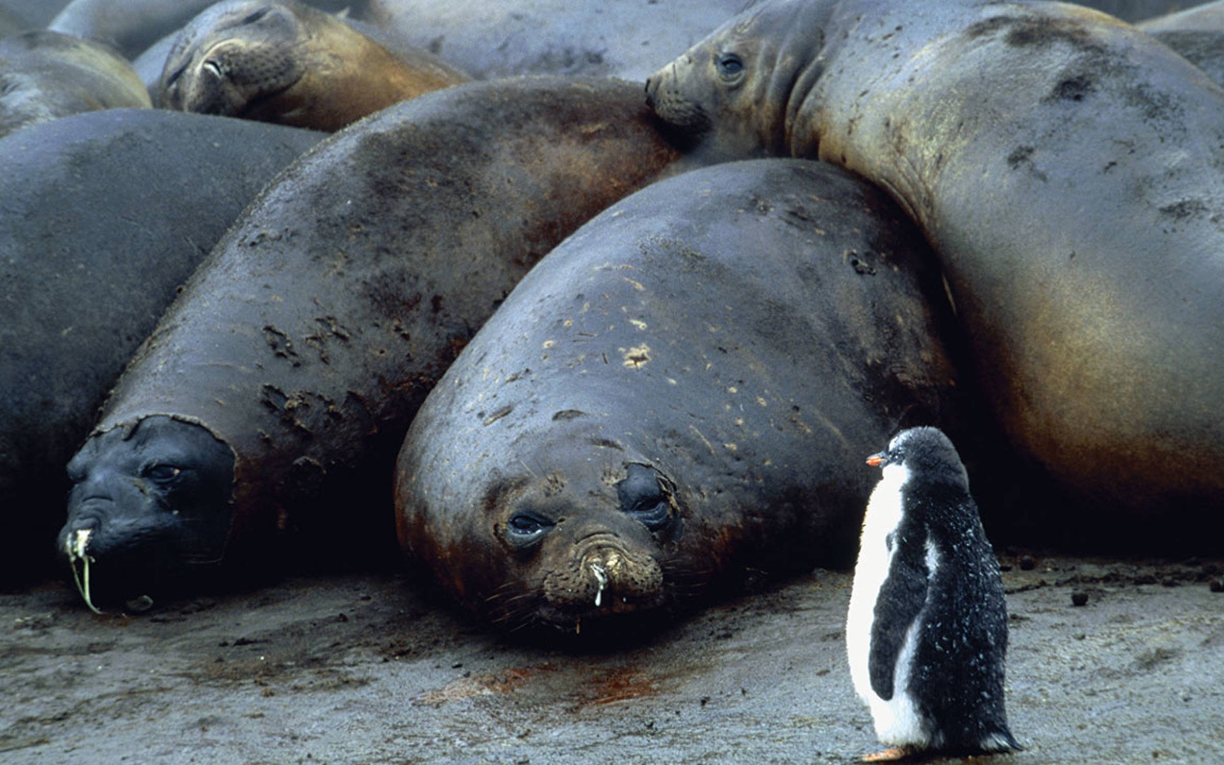 Boldness – A penguin standing in front of a group of large seals 
