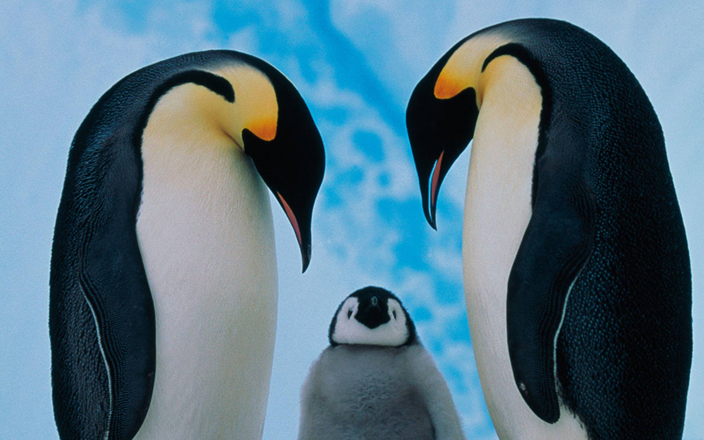 Care - Penguin parents looking over their child.