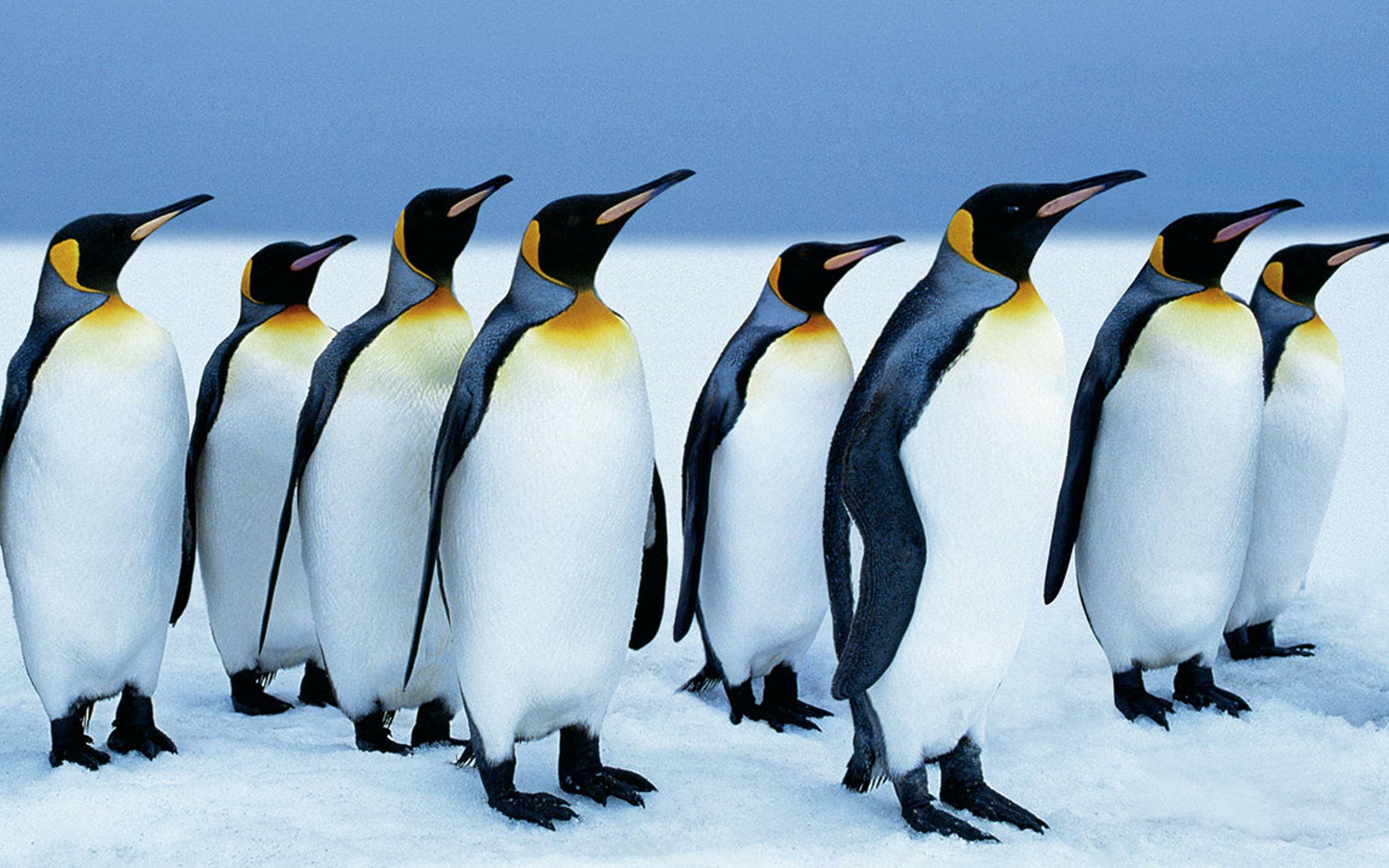 Loyalty – Penguins standing together.