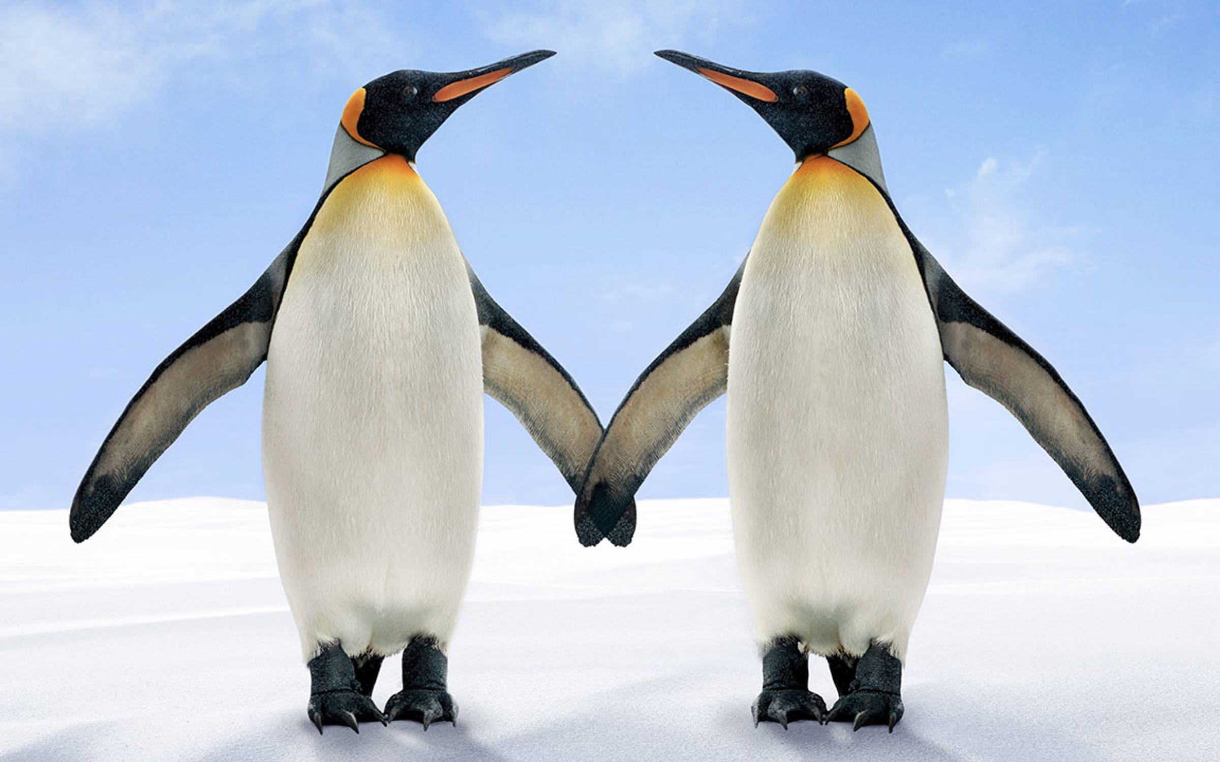 Respect - Two penguins reaching out wings to each other